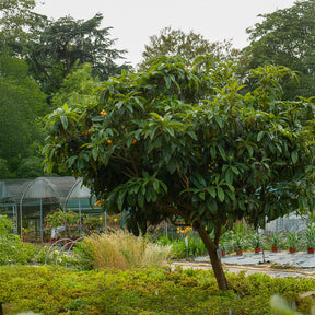 Eriobotrya japonica - Néflier du Japon - Néflier - Mespilus