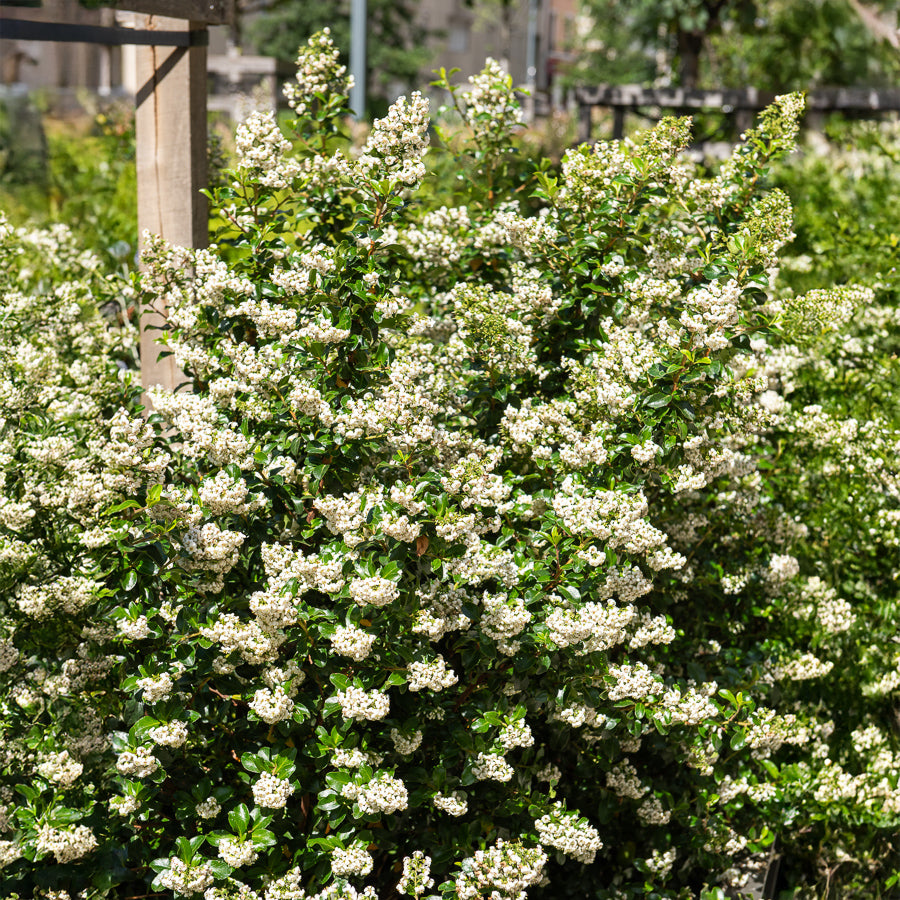 Escallonia - Escalonia Iveyi blanc - Escallonia Iveyi