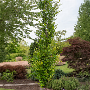 Hêtre fastigié Dawyck Gold - Fagus sylvatica Dawyck Gold - Willemse