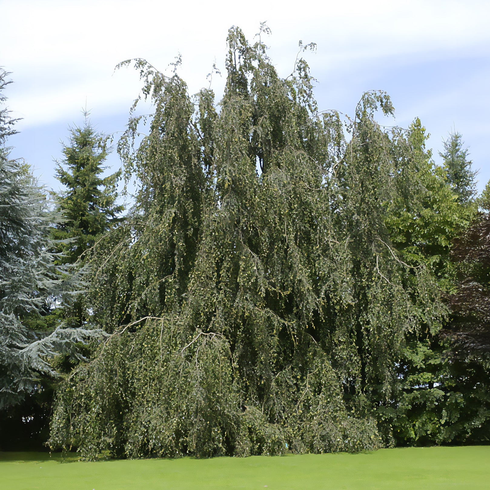 Hêtre - Hêtre pleureur - Fagus sylvatica Pendula