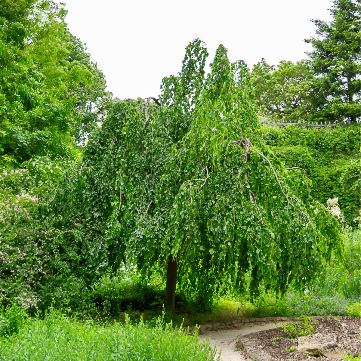 Hêtre pleureur - Fagus sylvatica Pendula - Willemse