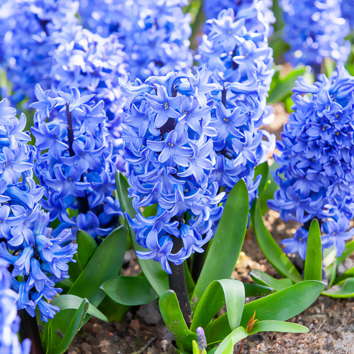 Jacinthe Blue Jacket - Hyacinthus orientalis Blue Jacket - Willemse