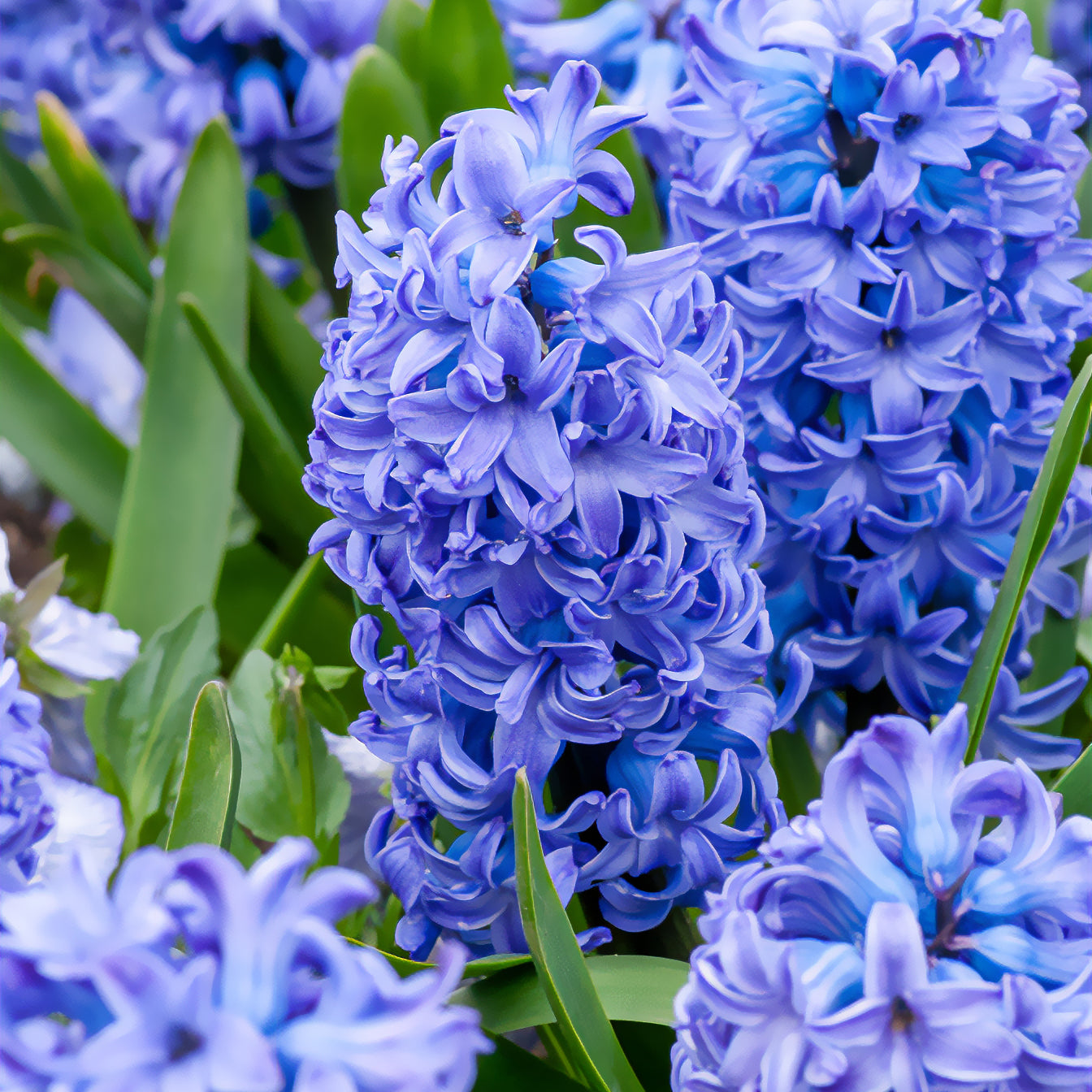 Hyacinthus orientalis Delft Blue - Jacinthe Delft Blue - Jacinthe