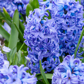 Hyacinthus orientalis Delft Blue - Jacinthe Delft Blue - Jacinthe