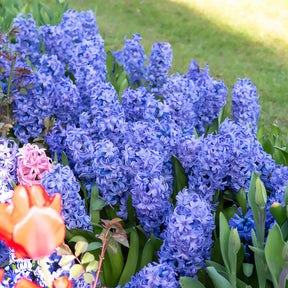 Jacinthe Delft Blue - Hyacinthus orientalis Delft Blue - Willemse