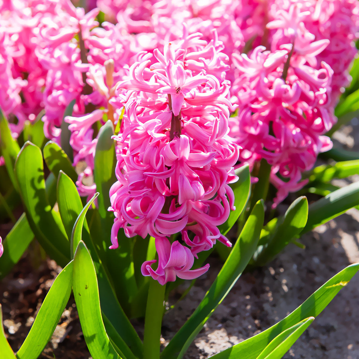 Jacinthe Pink Pearl - Hyacinthus orientalis Pink Pearl - Willemse