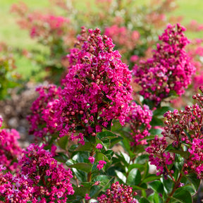 Lilas des Indes Berry Dazzle® - Lagerstroemia indica Berry Dazzle® - Willemse