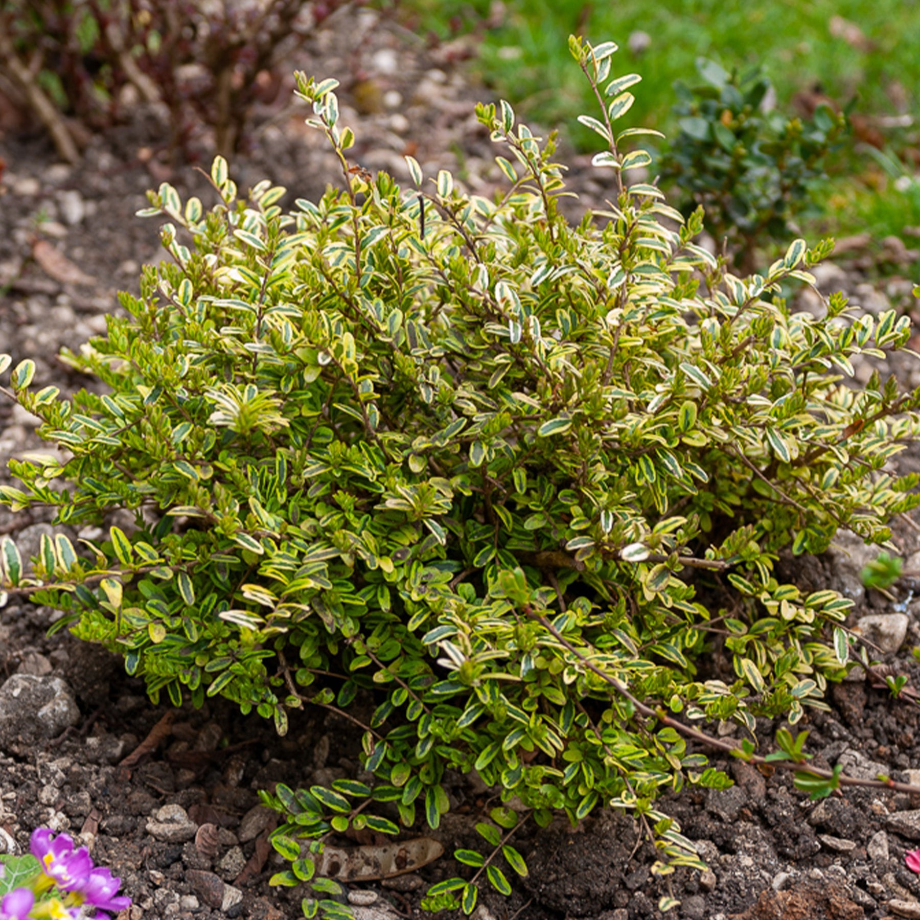 Chèvrefeuille à feuille de buis Lemon Beauty - Lonicera nitida Lemon Beauty - Willemse