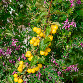 Pommier d'ornement Golden Hornet - Malus Golden Hornet - Willemse