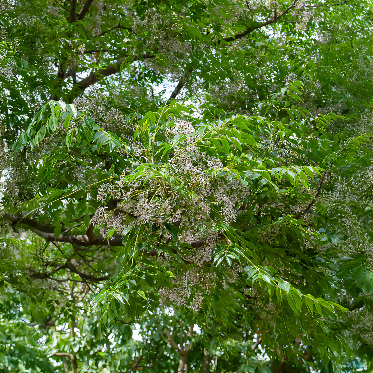 Margousier - Lilas de Perse - Melia azedarach - Willemse