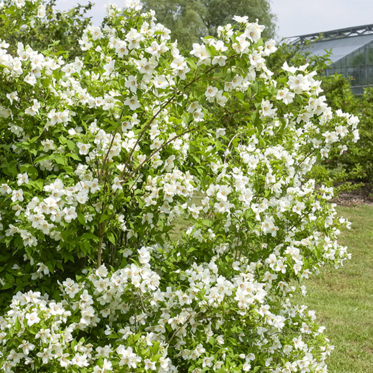 Seringat Belle Etoile - Philadelphus - Willemse