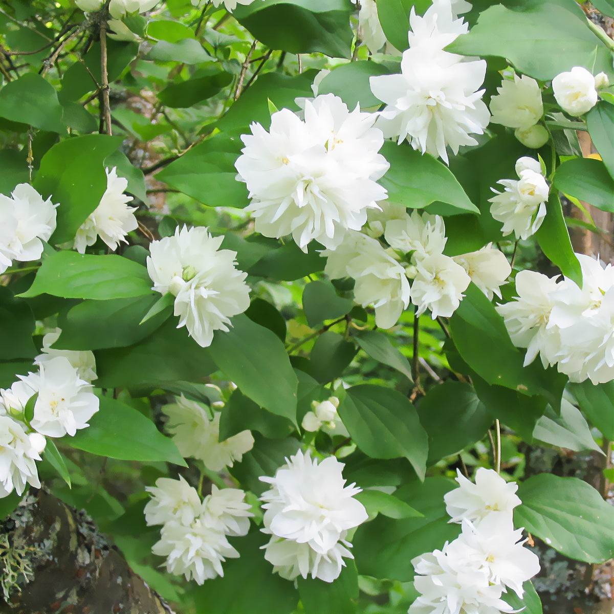 Seringat Minnesota Snowflake - Philadelphus - Willemse