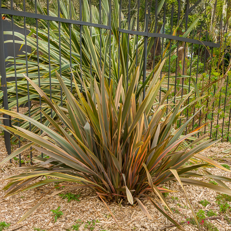 Phormium Sundowner - Lin de Nouvelle-Zélande - Willemse