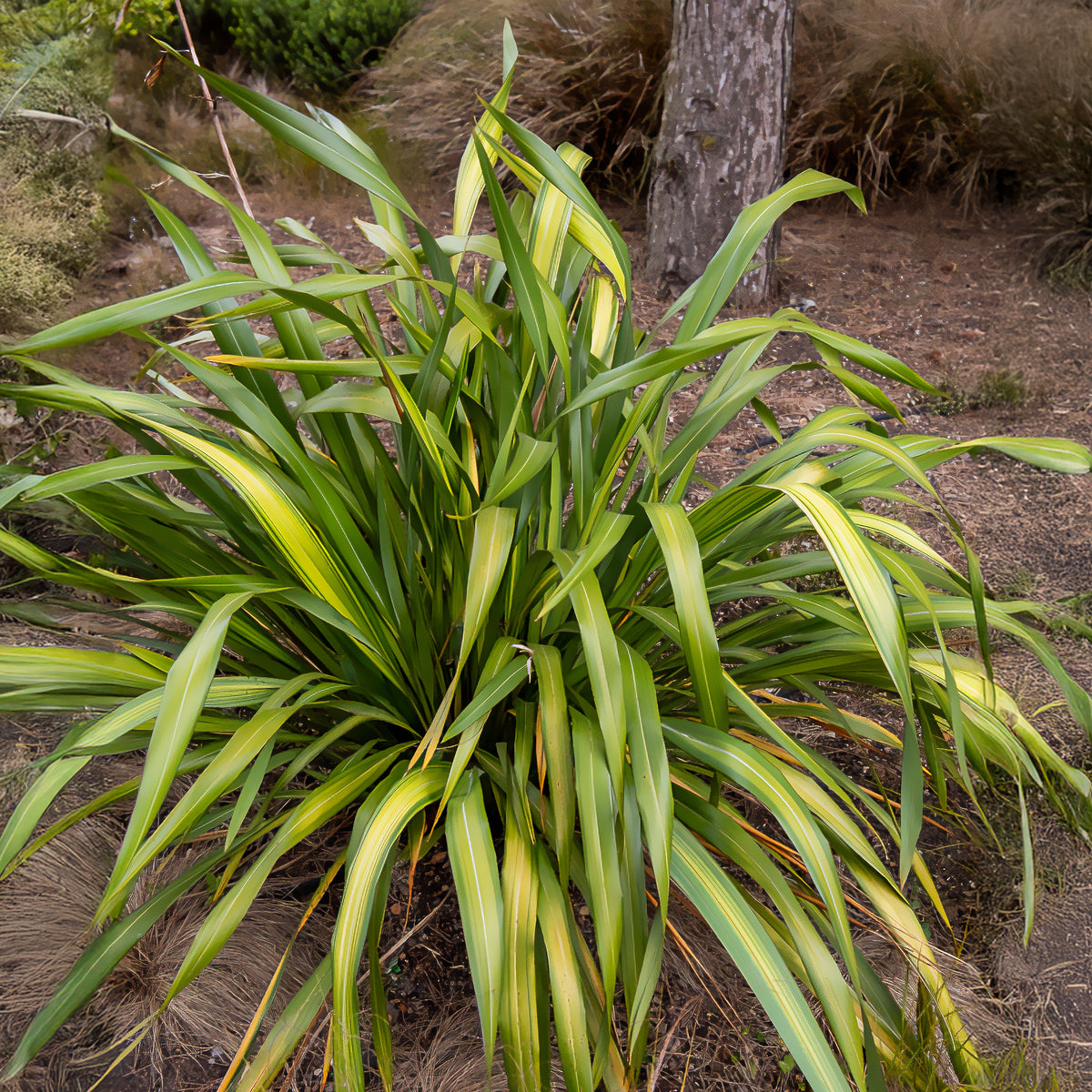 Phormium Yellow Wave - Lin de Nouvelle-Zélande - Phormium Yellow Wave - Willemse