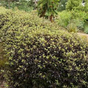 Pittosporum tenuifolium Tom Thumb - Willemse