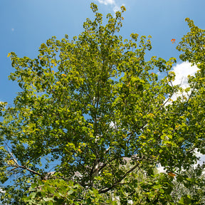 Peuplier tremble - Populus tremula - Willemse