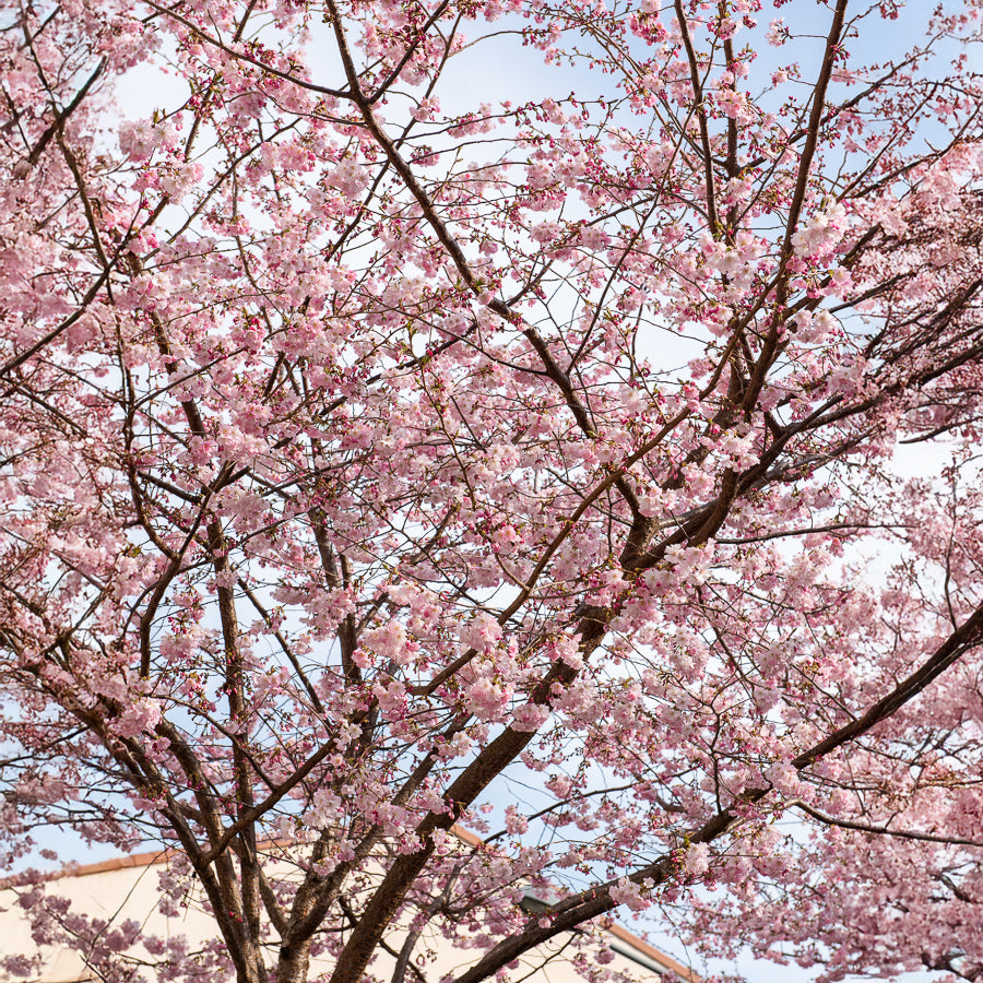 Cerisier à fleurs du Japon Accolade - Willemse