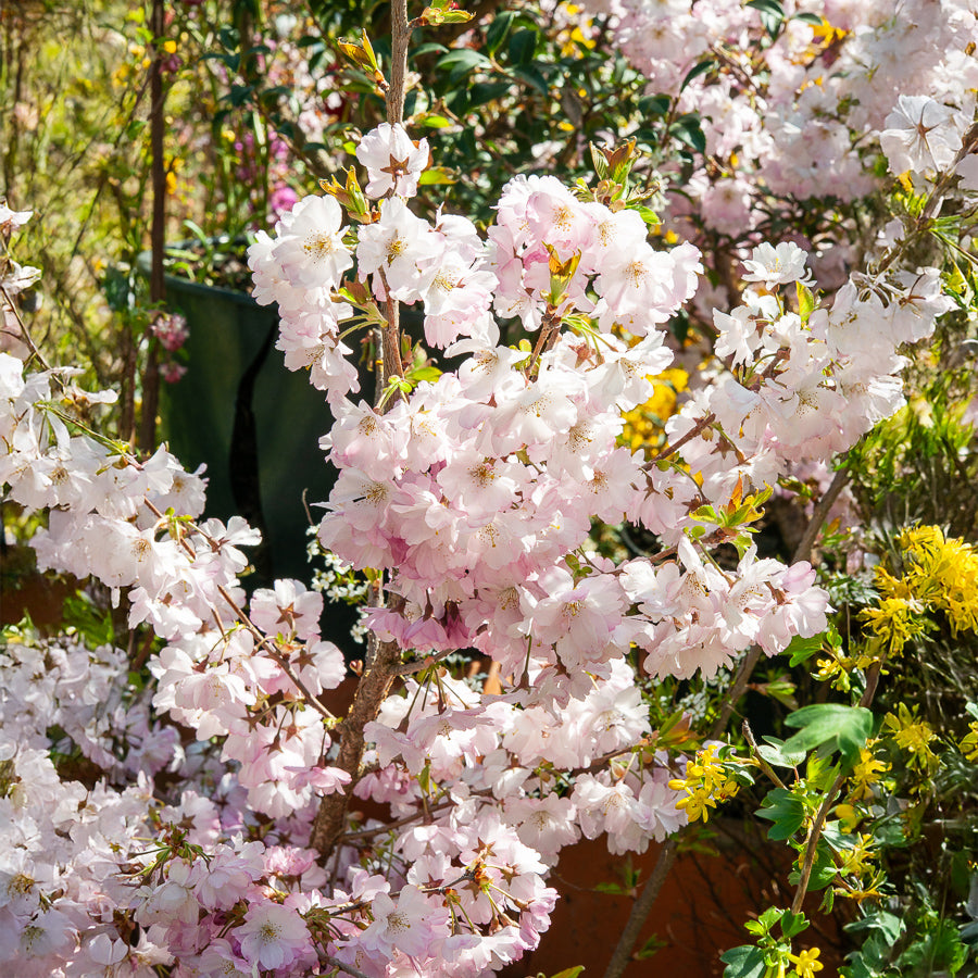 Cerisier à fleurs du Japon Accolade - Prunus Accolade - Willemse