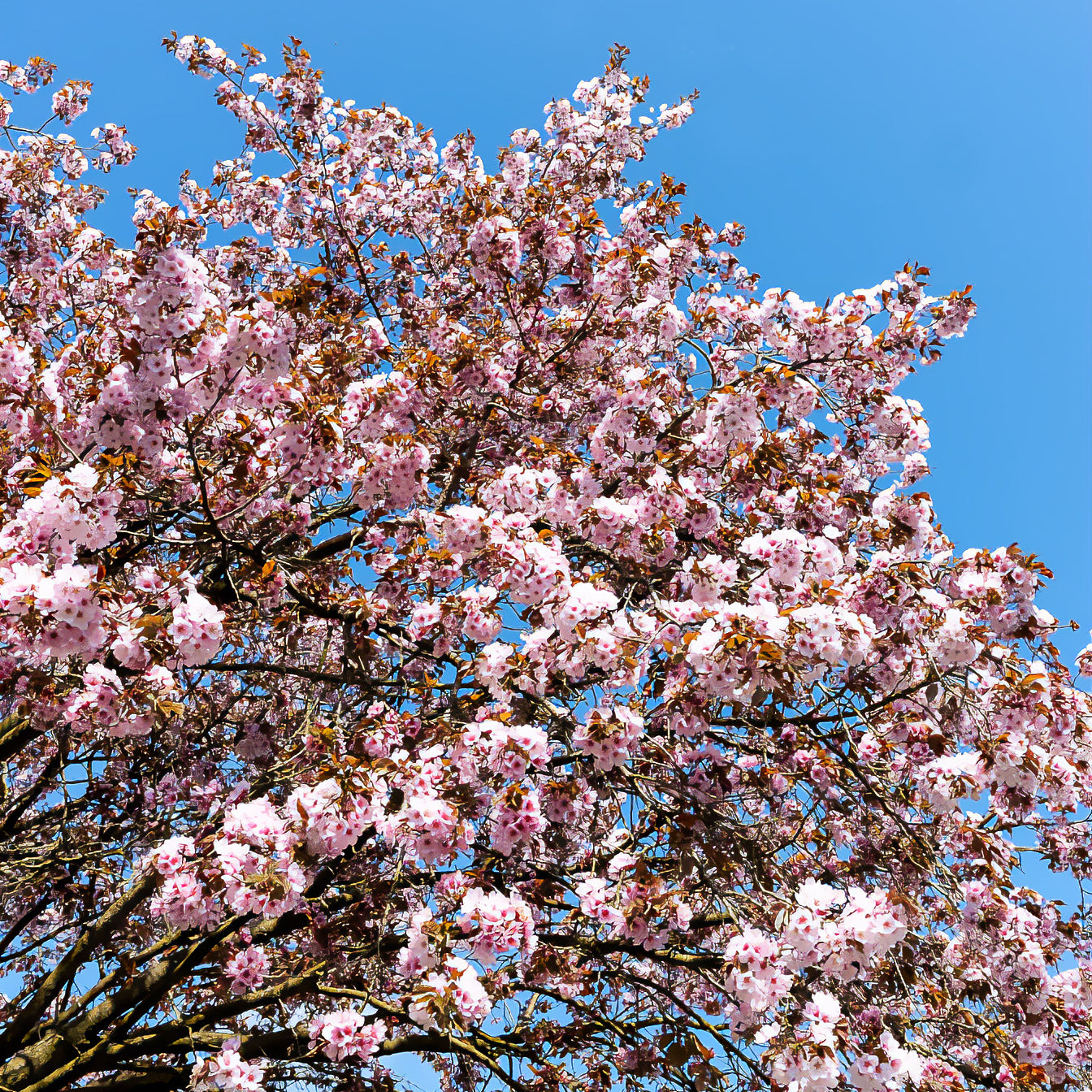 Cerisier de Sargent - Prunus sargentii - Willemse