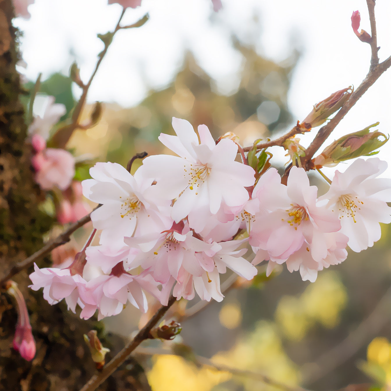 Cerisier à fleurs du Japon Autumnalis Rosea - Prunus subhirtella Autumnalis Rosea - Willemse