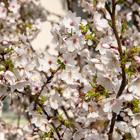 Cerisier à fleurs du Tibet - Prunus x yedoensis - Willemse