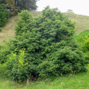 Quercus myrsinifolia - Chêne à feuilles de myrsine - Chêne