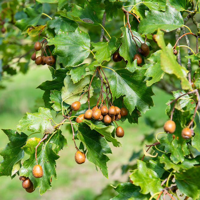 Sorbus torminalis - Sorbier torminal - Alisier torminal - Arbres