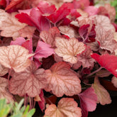 Heuchère Georgia Peach - Heuchera georgia peach - Plantes