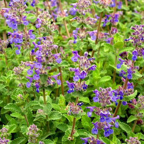 3 Nepetas mussinii - Nepeta mussinii - Plantes