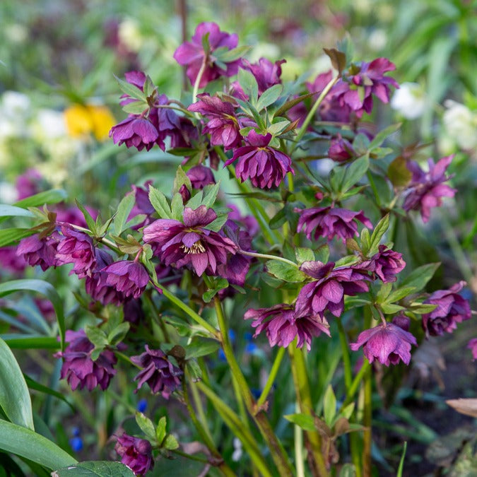 2 Hellébores doubles violettes Ellen - Helleborus double ellen purple - Plantes