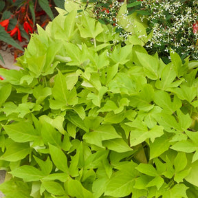 3 Ipomées Sweet Caroline Green - Ipomoea batatas 'sweet caroline green' - Plantes