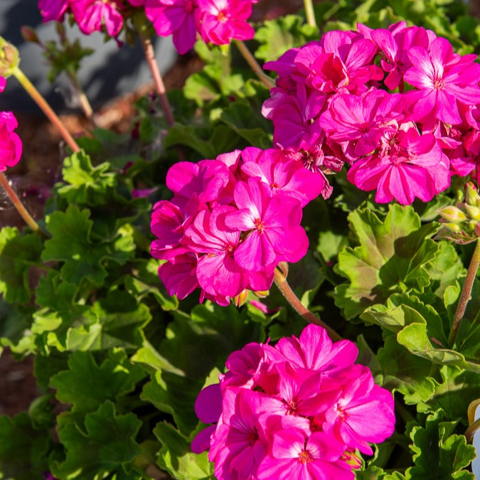 3 Géraniums zonales roses abricot - Pelargonium zonale 'dark lilac' - Plantes vivaces