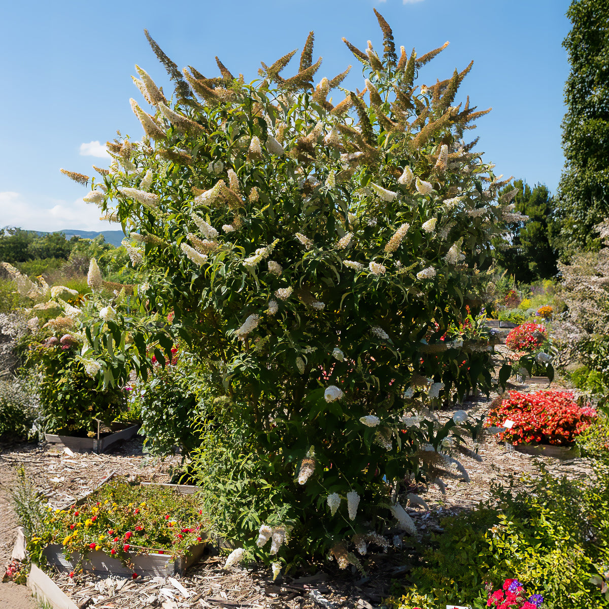 Arbre à papillons White Profusion - Buddleja davidii white profusion - Willemse