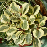 Pépéromie Obtipan Bicolor - Peperomia obtusifolia Obtipan Bicolor - Plantes