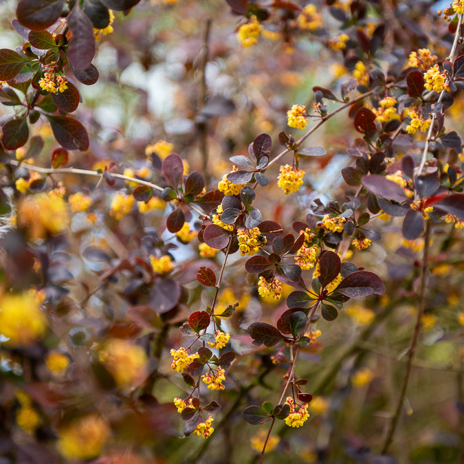 Berberis Superba - Willemse