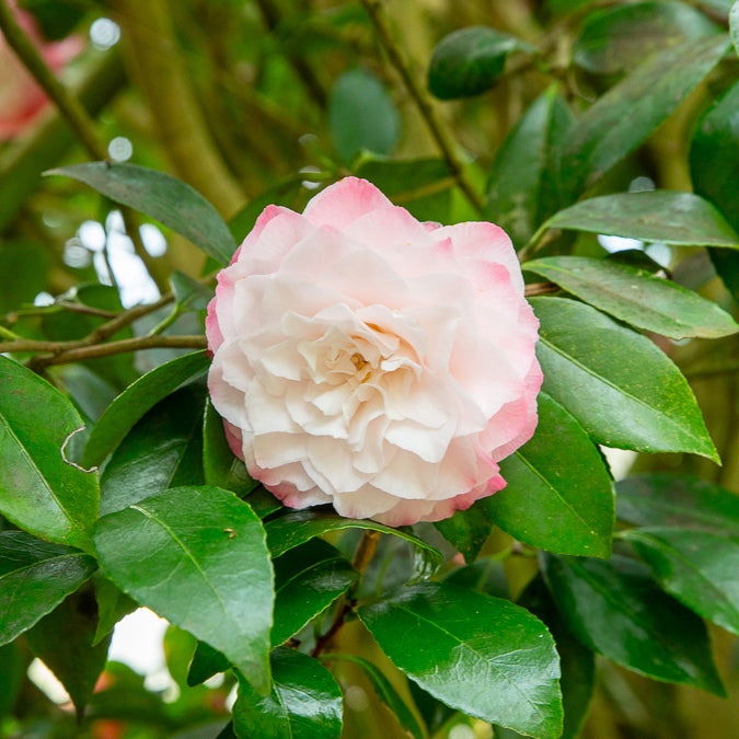 Camélia du Japon Nuccios Pearl - Camellia japonica Nuccio's Pearl - Willemse