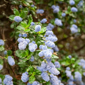 Ceanothus griseus Yankee Point - Céanothe - Lilas de californie Yankee point - Céanothes