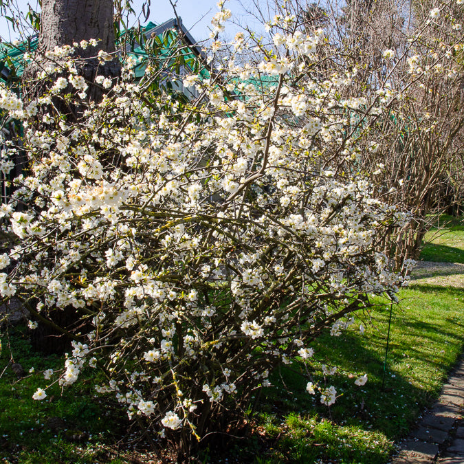 Chaenomeles speciosa Nivalis - Cognassier du Japon Nivalis - Cognassier du Japon