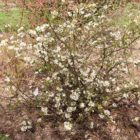 Cognassier du Japon Nivalis - Chaenomeles speciosa Nivalis - Willemse