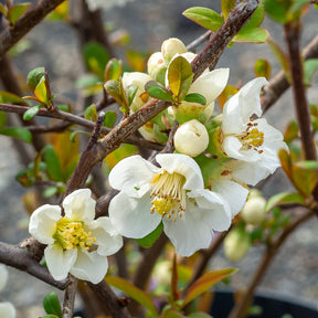 Cognassier du Japon - Cognassier du Japon Nivalis - Chaenomeles speciosa Nivalis