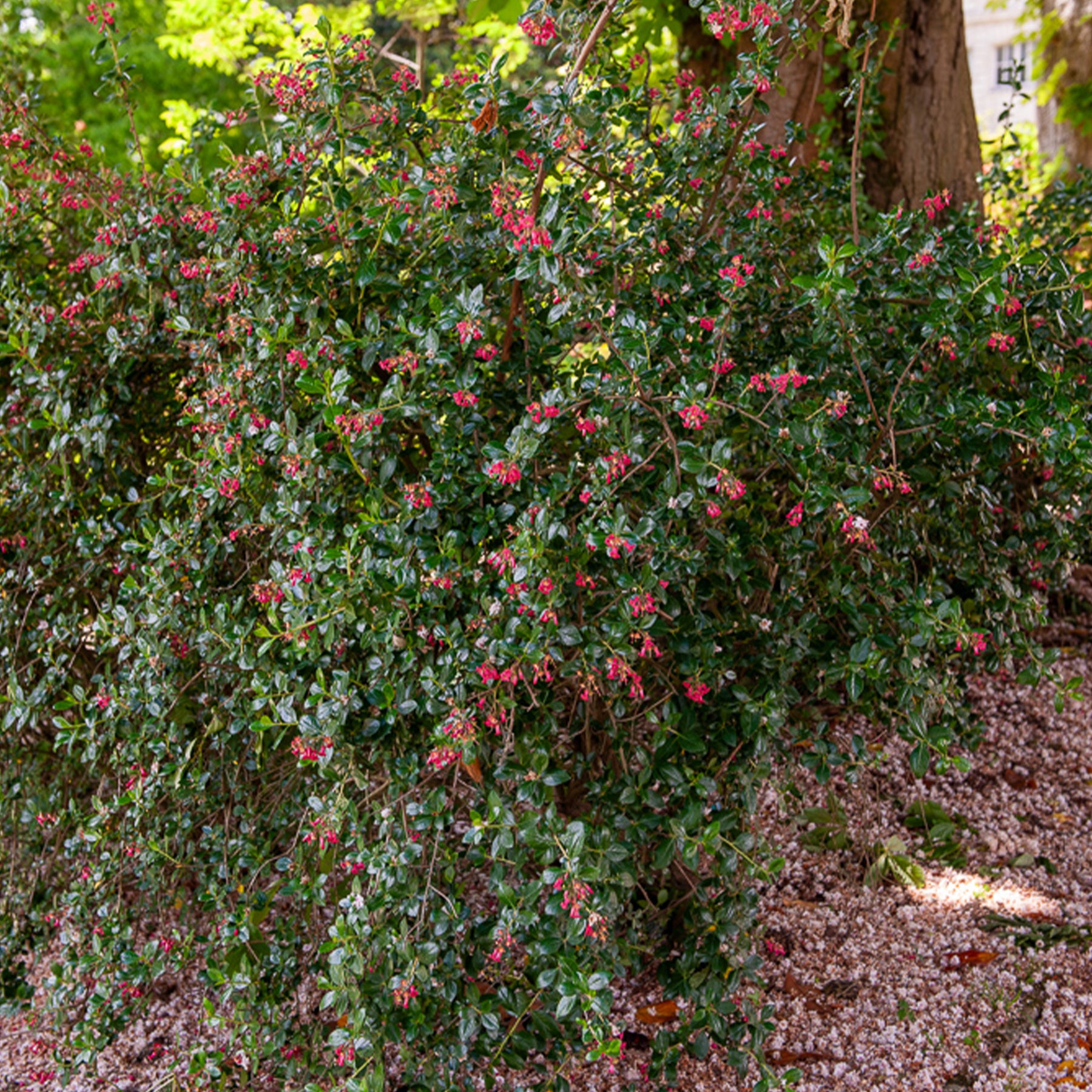 Escallonia Donard Seedling - Escalonia Donard Seedling - Escallonia