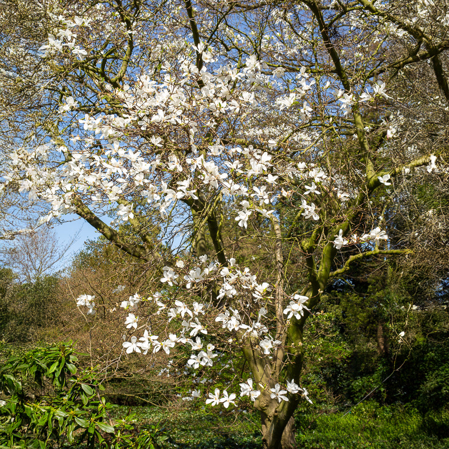 Magnolia de Kobé - Willemse