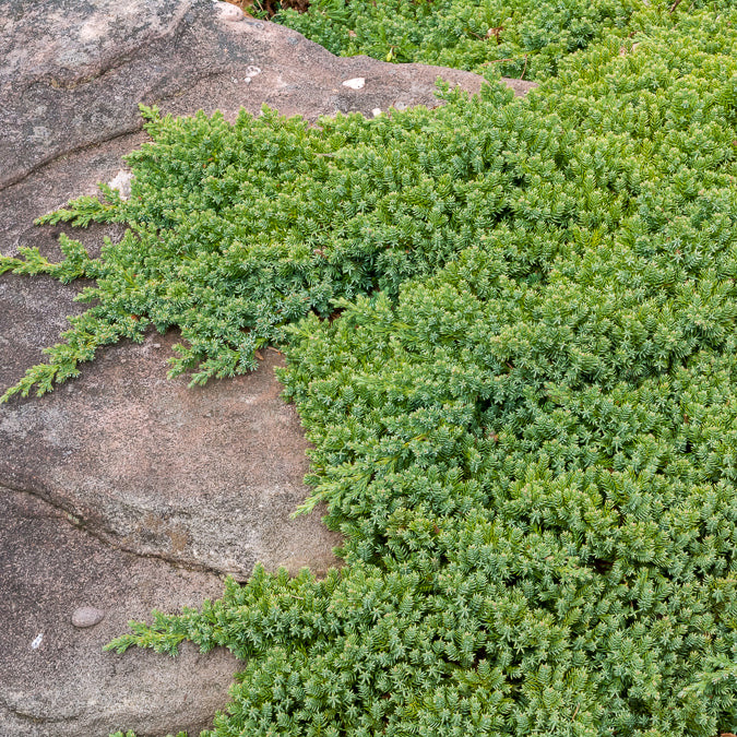 Genévrier prostré Nana - Juniperus procumbens Nana - Willemse