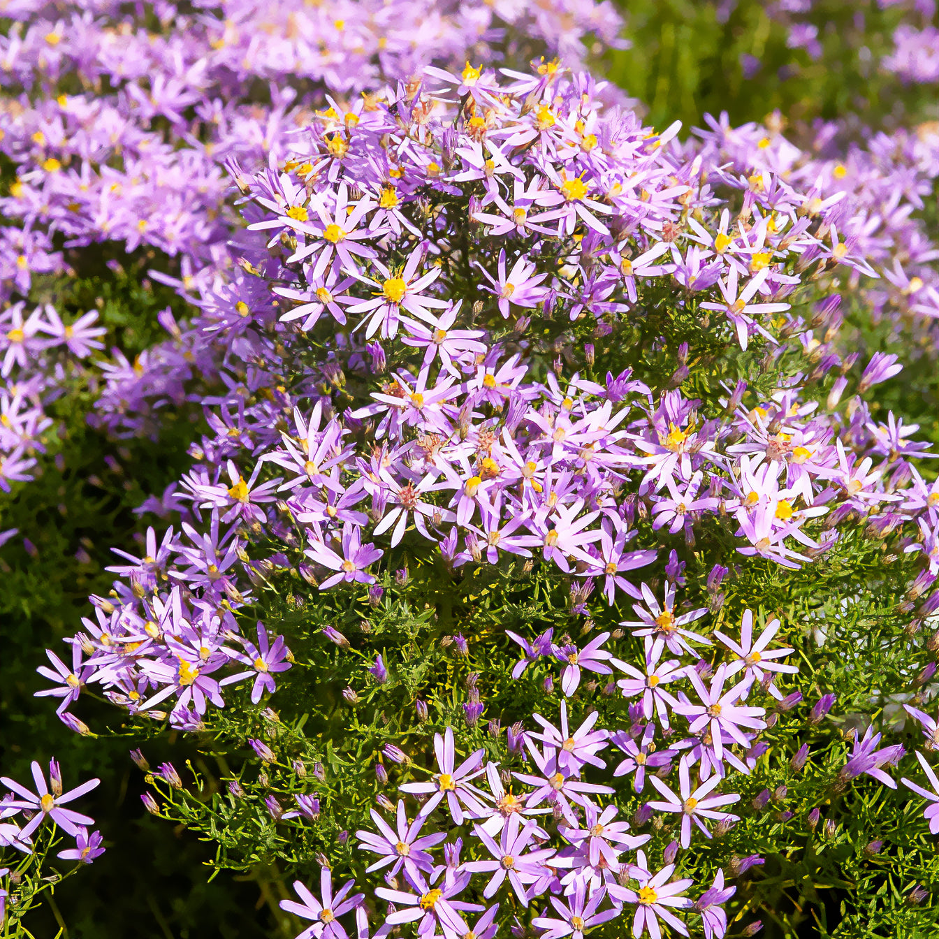 Aster nain à feuilles de sedum  - Aster sedifolius Nanus - Willemse