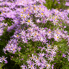 Aster nain à feuilles de sedum