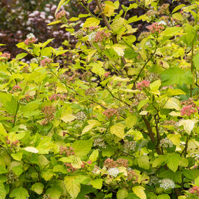 Physocarpe Dart's Gold - Physocarpus opulifolius Dart's Gold - Willemse