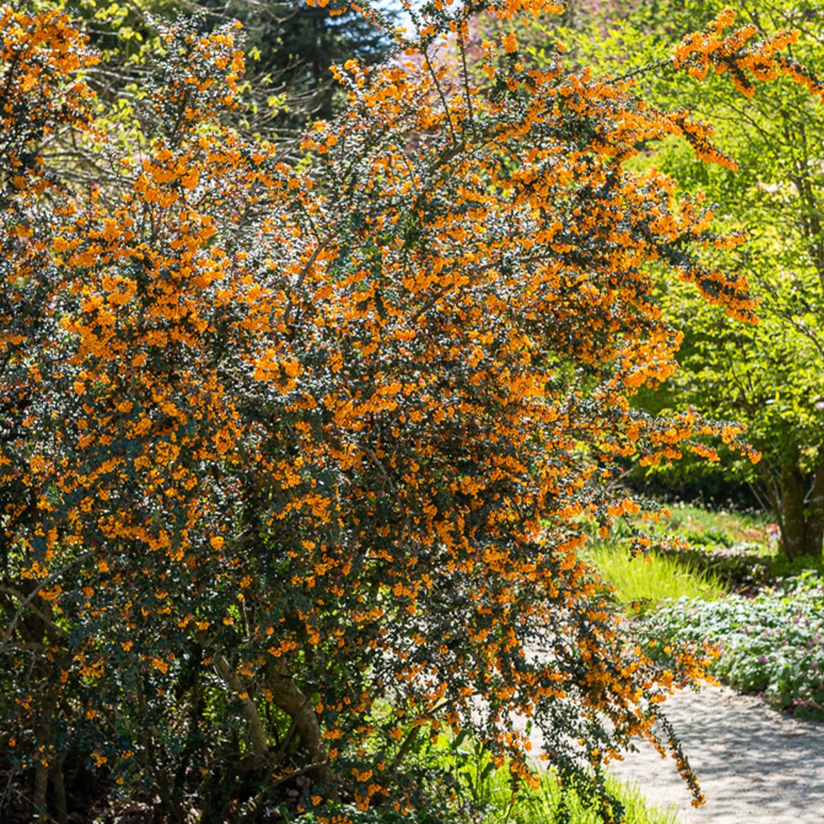 Berberis de Darwin - Willemse