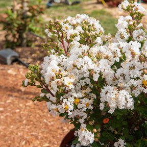 Lagerstroemia indica With Love Virgin® - Lilas des Indes With Love® Virgin - Lilas des Indes