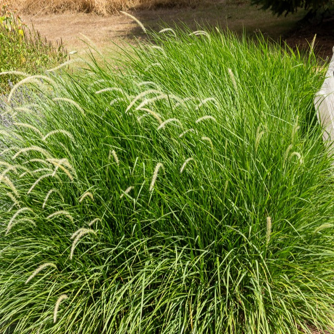 Herbe aux écouvillons Hameln - Pennisetum