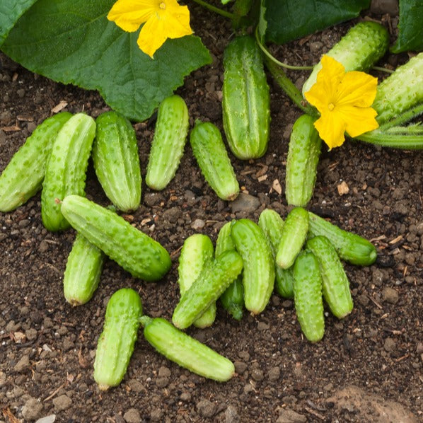 Cornichon Vert Petit de Paris - Cucumis sativus vert petit de paris - Potager